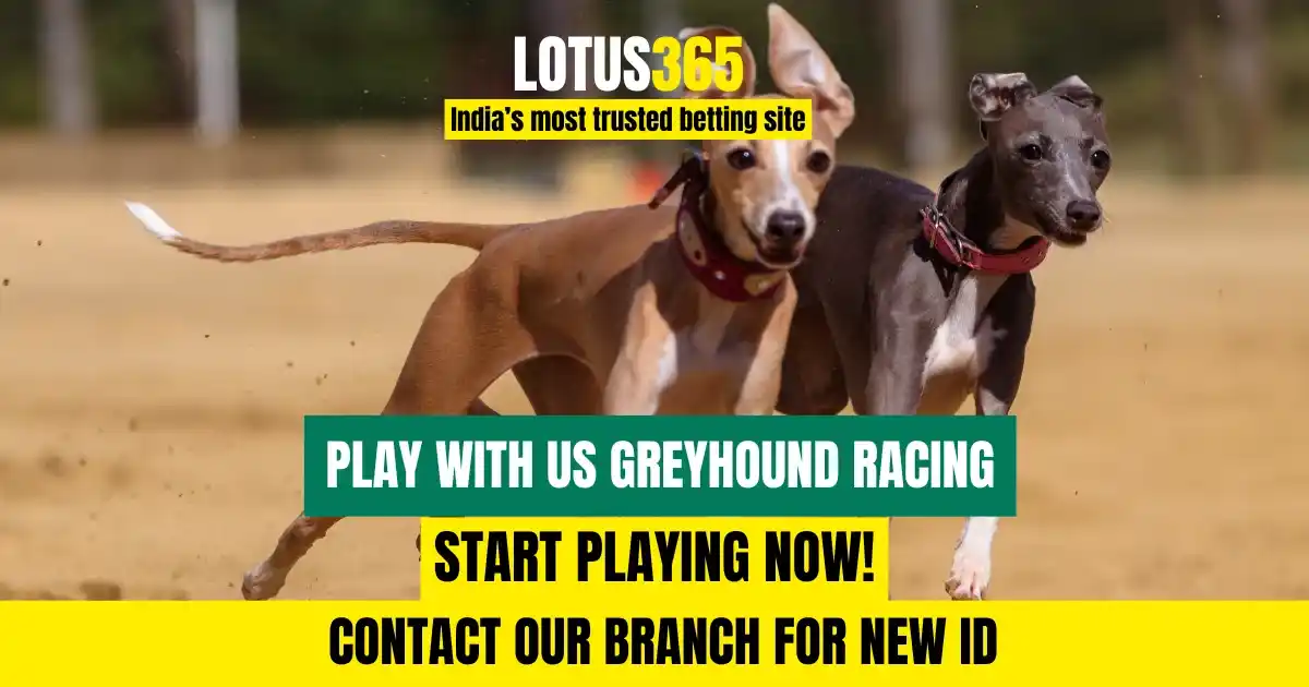 How to Bet on Greyhound Racing: A Guide for Beginners on Lotus365